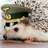 Pet_Hedgehog